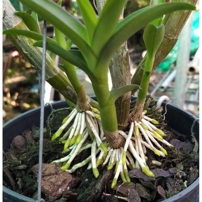 Siêu Kích Rễ HB101 Nhập Khẩu Nhật Bản - Giúp Cây Tăng Trường Và Phục Hồi Nhanh Chóng