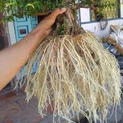 Siêu Kích Rễ HB101 Nhập Khẩu Nhật Bản - Giúp Cây Tăng Trường Và Phục Hồi Nhanh Chóng