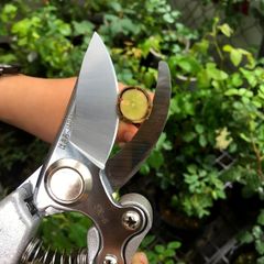 Kéo Cắt Cành Cộng Lực SK5 Siêu Sắc Bén