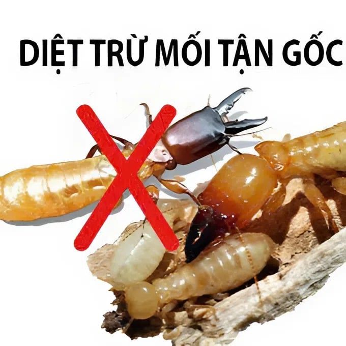 Bình Xịt Diệt Mối Thái Lan - Diệt Sạch Tổ Mối Nhanh Chóng