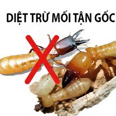 Bình Xịt Diệt Mối Thái Lan - Diệt Sạch Tổ Mối Nhanh Chóng