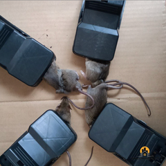 Bẫy Chuột Thông Minh, Siêu Nhạy, Lực Cắn Mạnh (Tặng kèm mồi nhử)