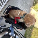  Caddy Pet Basket 