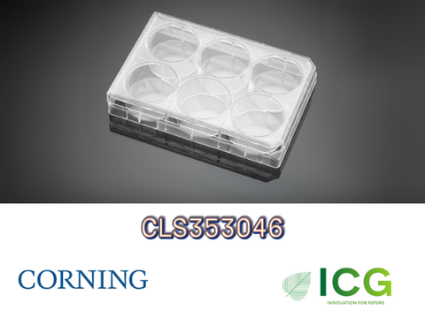  Corning® Falcon® Cell Culture Plate – Đĩa nuôi cấy tế bào tiệt trùng Polystyrene | ICGSCITECH 