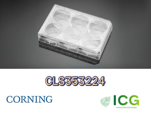  Corning® Falcon® Cell Culture Plate – Đĩa nuôi cấy tế bào tiệt trùng Polystyrene | ICGSCITECH 