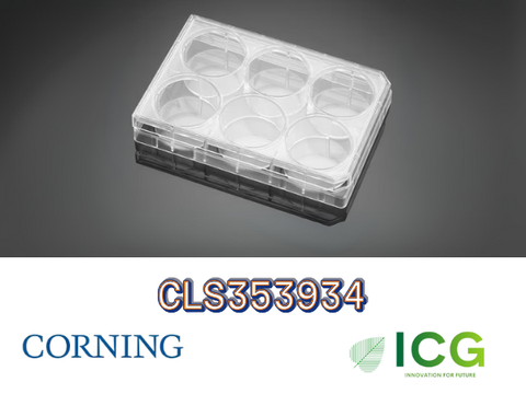  Corning® Falcon® Cell Culture Plate – Đĩa nuôi cấy tế bào tiệt trùng Polystyrene | ICGSCITECH 