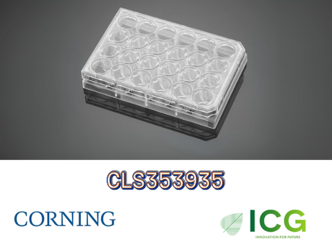  Corning® Falcon® Cell Culture Plate – Đĩa nuôi cấy tế bào tiệt trùng Polystyrene | ICGSCITECH 