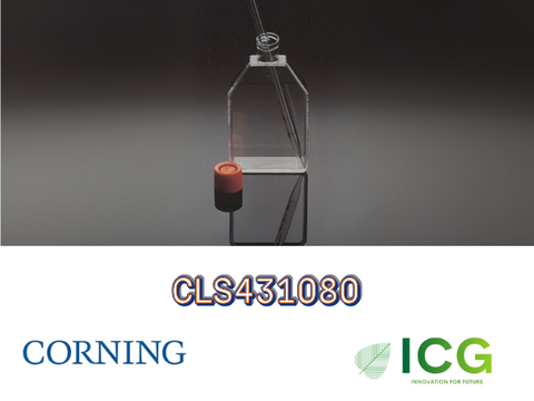  Corning® Cell Culture Flasks – Bình nuôi cấy tế bào chính hãng từ Corning 