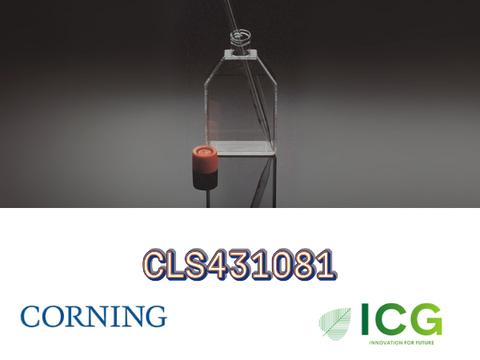  Corning® Cell Culture Flasks – Bình nuôi cấy tế bào chính hãng từ Corning 