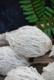  Tổ Yến Đã Nhặt Lông | LOẠI 2 | Hộp 50gr | Bản Quà Biếu Cao Cấp 