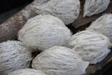  Tổ Yến Đã Nhặt Lông | LOẠI 2 | Hộp 50gr | Bản Quà Biếu Cao Cấp 