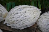 Tổ Yến Đã Nhặt Lông | LOẠI 2 | Hộp 100gr | Bản Quà Biếu Cao Cấp 