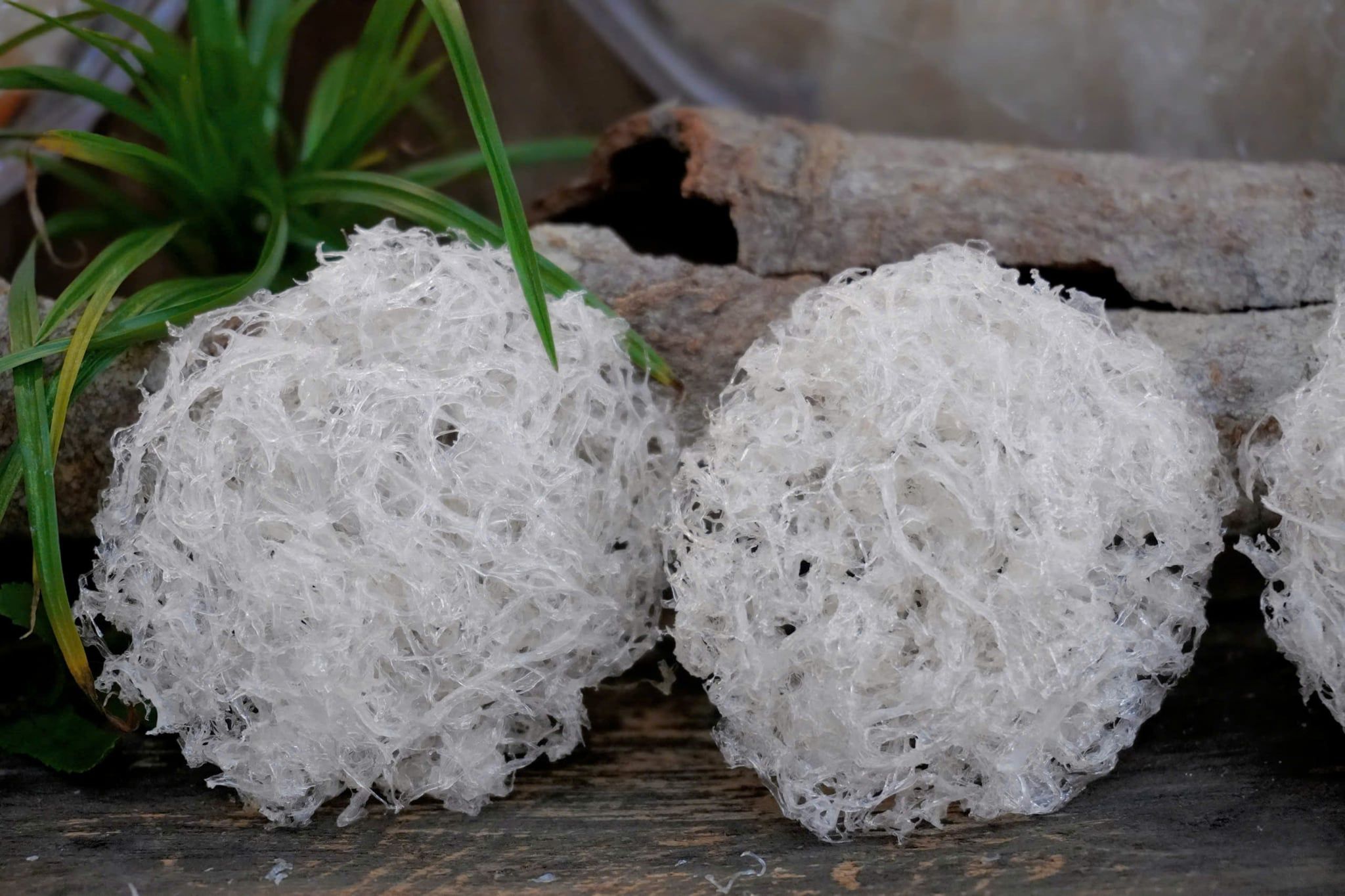  Tổ Yến Đã Nhặt Lông | KHẨU PHẦN | Hộp 50gr | Bản Quà Biếu Cao Cấp 