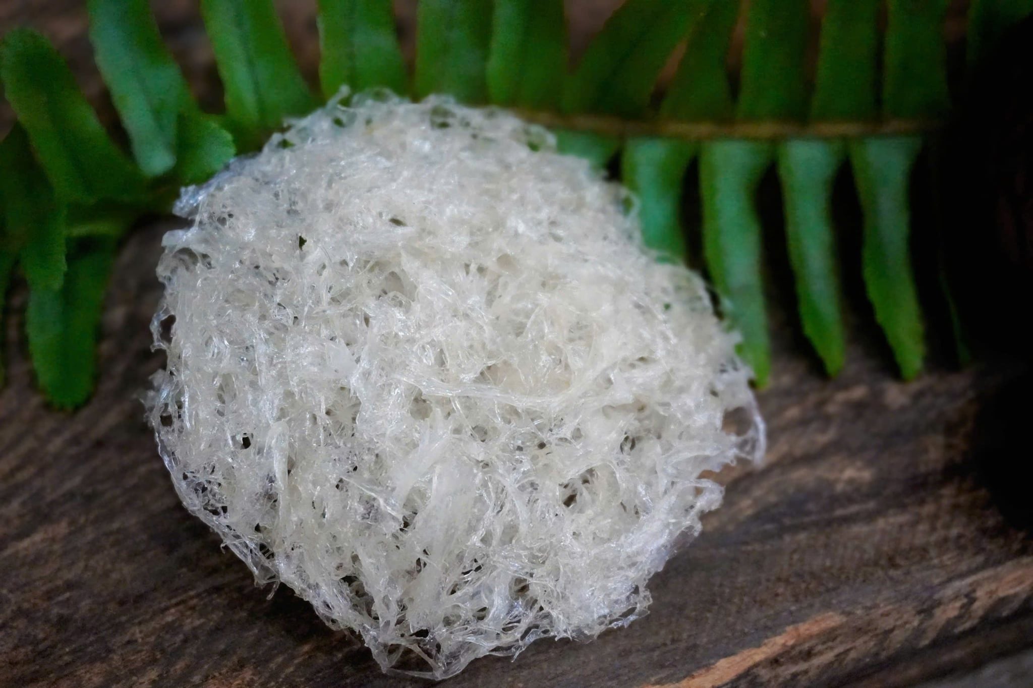  Tổ Yến Đã Nhặt Lông | KHẨU PHẦN | Hộp 100gr | Bản Quà Biếu Cao Cấp 