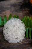  Tổ Yến Đã Nhặt Lông | KHẨU PHẦN | Hộp 100gr | Bản Quà Biếu Cao Cấp 
