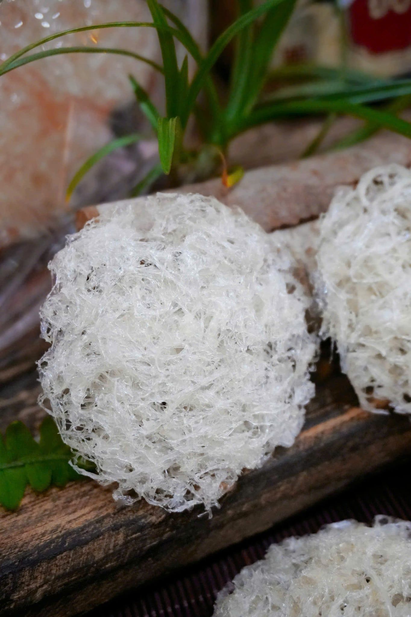  Tổ Yến Đã Nhặt Lông | KHẨU PHẦN | Hộp 50gr | Bản Quà Biếu Cao Cấp 