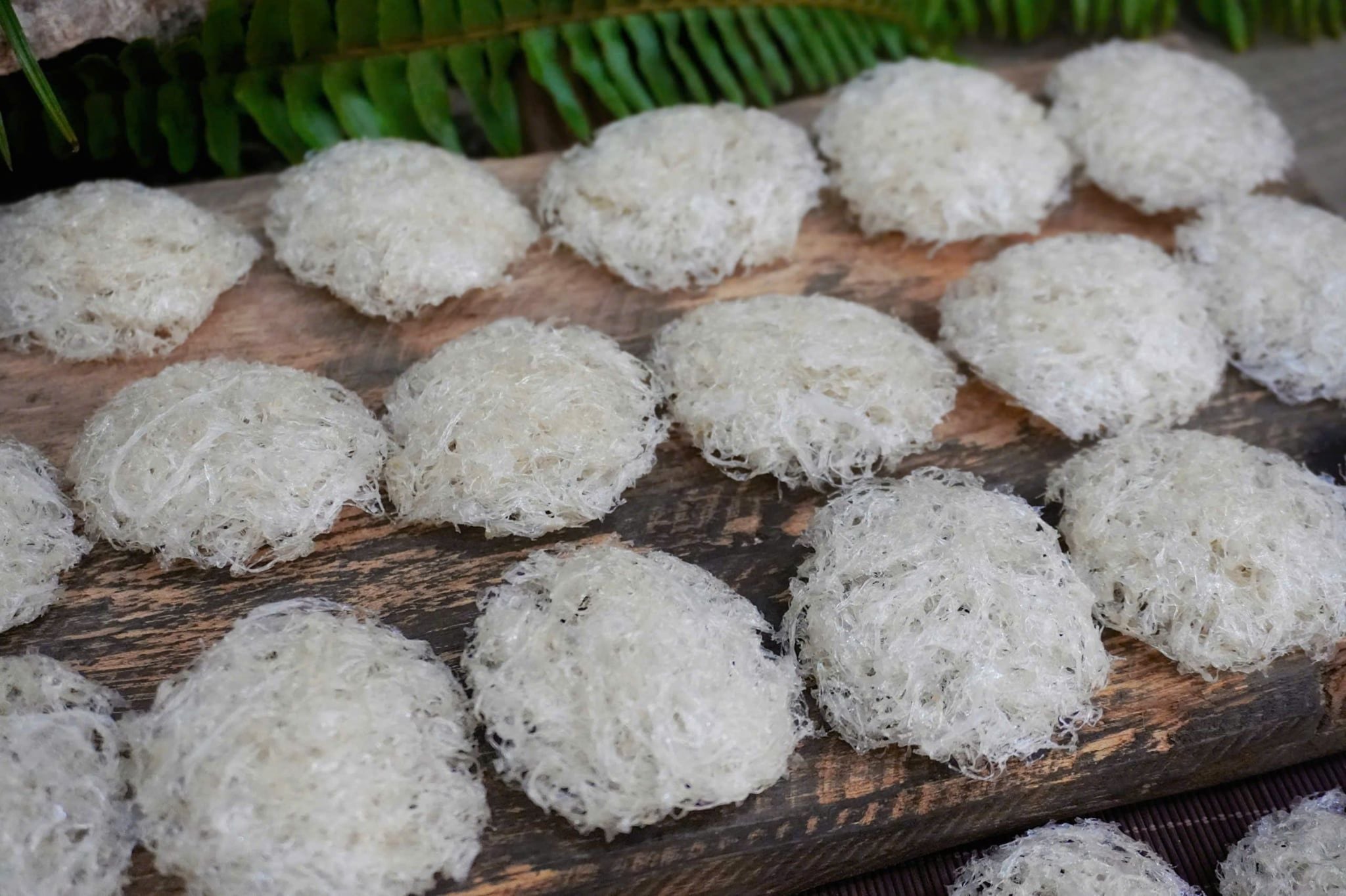  Tổ Yến Đã Nhặt Lông | KHẨU PHẦN | Hộp 100gr | Bản Quà Biếu Cao Cấp 