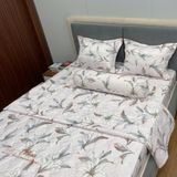  Bộ Drap Victoria TLV147 