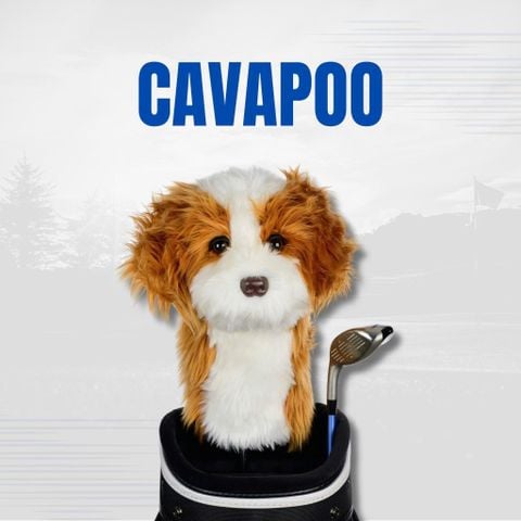 Cover DN Cavapoo