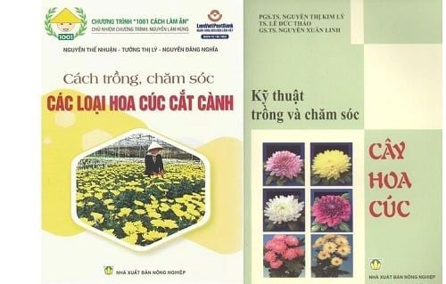  Combo Cách Trồng Chăm Sóc Các Loại Hoa Cúc Cắt Cành - Kỹ Thuật Trồng Và Chăm Sóc Cây Hoa Cúc 