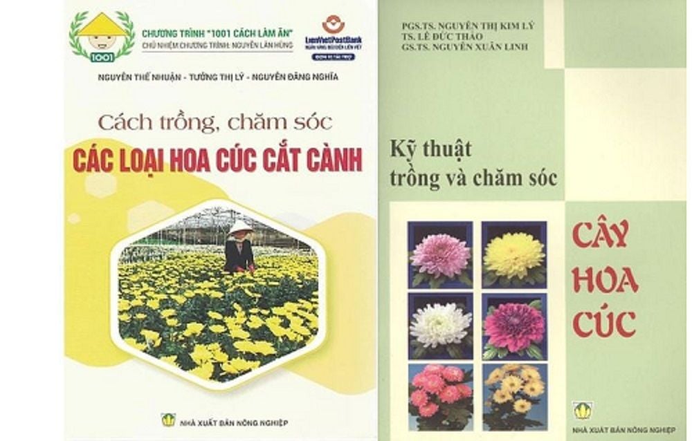  Combo Cách Trồng Chăm Sóc Các Loại Hoa Cúc Cắt Cành - Kỹ Thuật Trồng Và Chăm Sóc Cây Hoa Cúc 