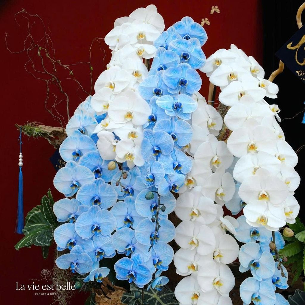 Vương Sắc Hoàng Lan