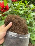  Thuốc lào thượng hạnh 