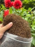  Thuốc lào thượng hạnh 