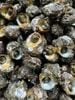 oc da song 1kg