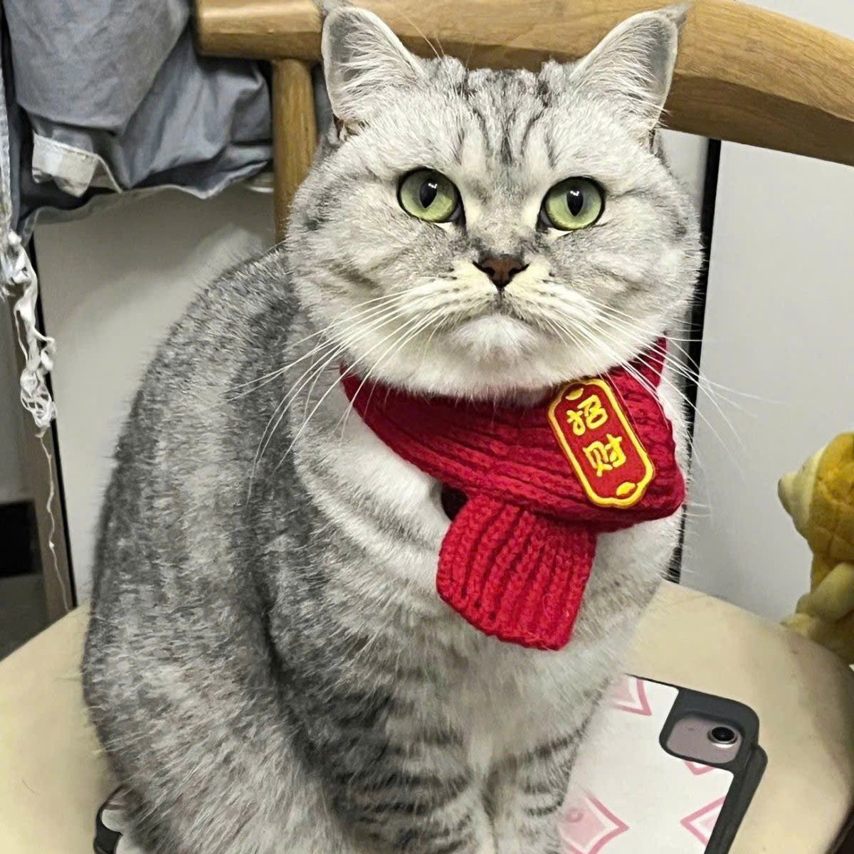  Khăn Quàng Cổ Cho Thú Cưng 