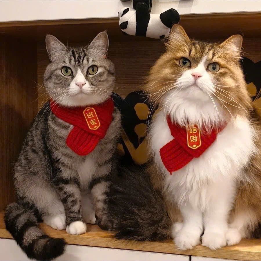  Khăn Quàng Cổ Cho Thú Cưng 