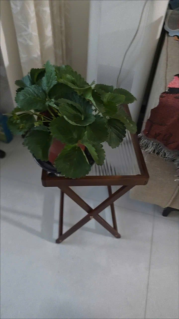  Bàn Trà Gỗ Mini 