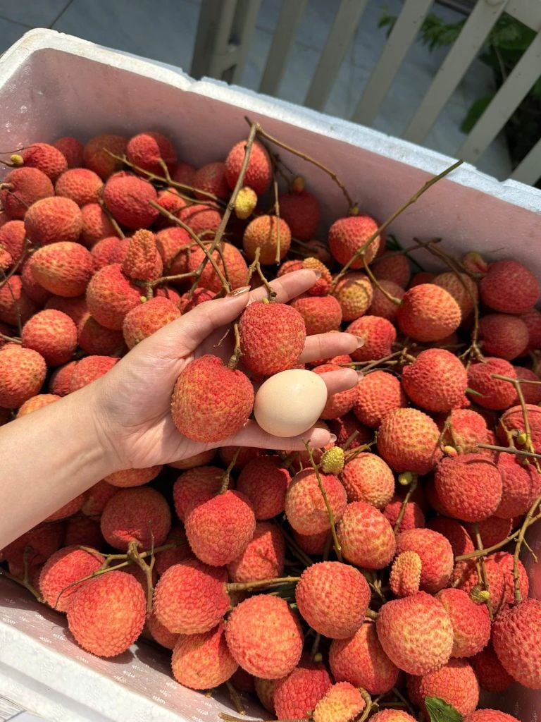 Vải Trứng Hưng Yên