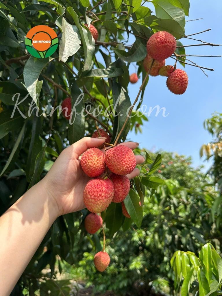 Vải Trứng Hưng Yên