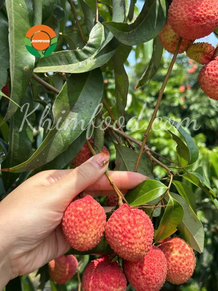 Vải Trứng Hưng Yên
