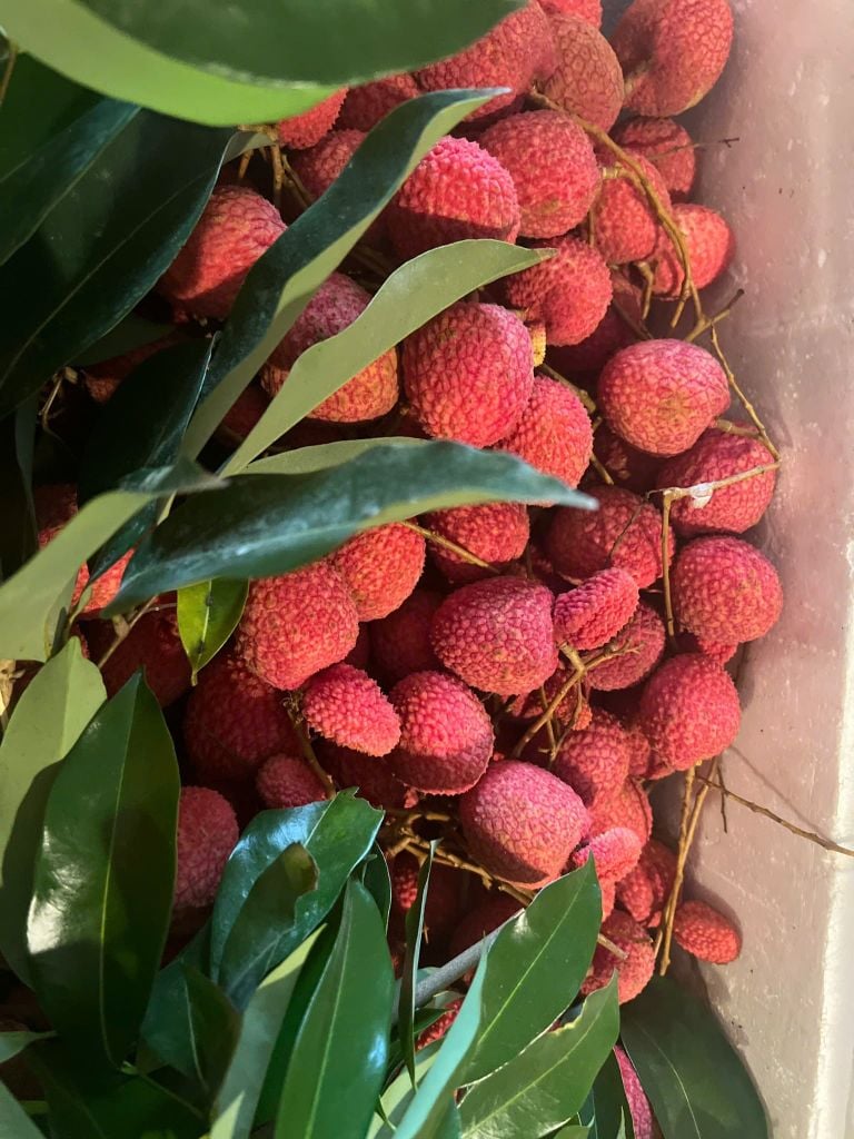 Vải Trứng Hưng Yên