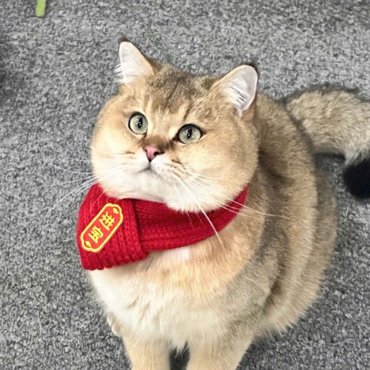  Khăn Quàng Cổ Cho Thú Cưng 