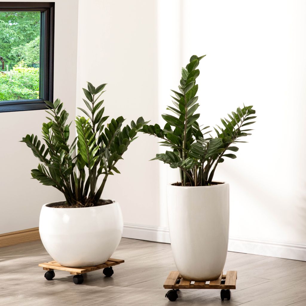 Combo 2 Đế Chậu Cây Vuông Có Bánh Xe – Square Wooden Plant Caddy