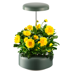 Máy trồng hoa thủy sinh Wells Florin