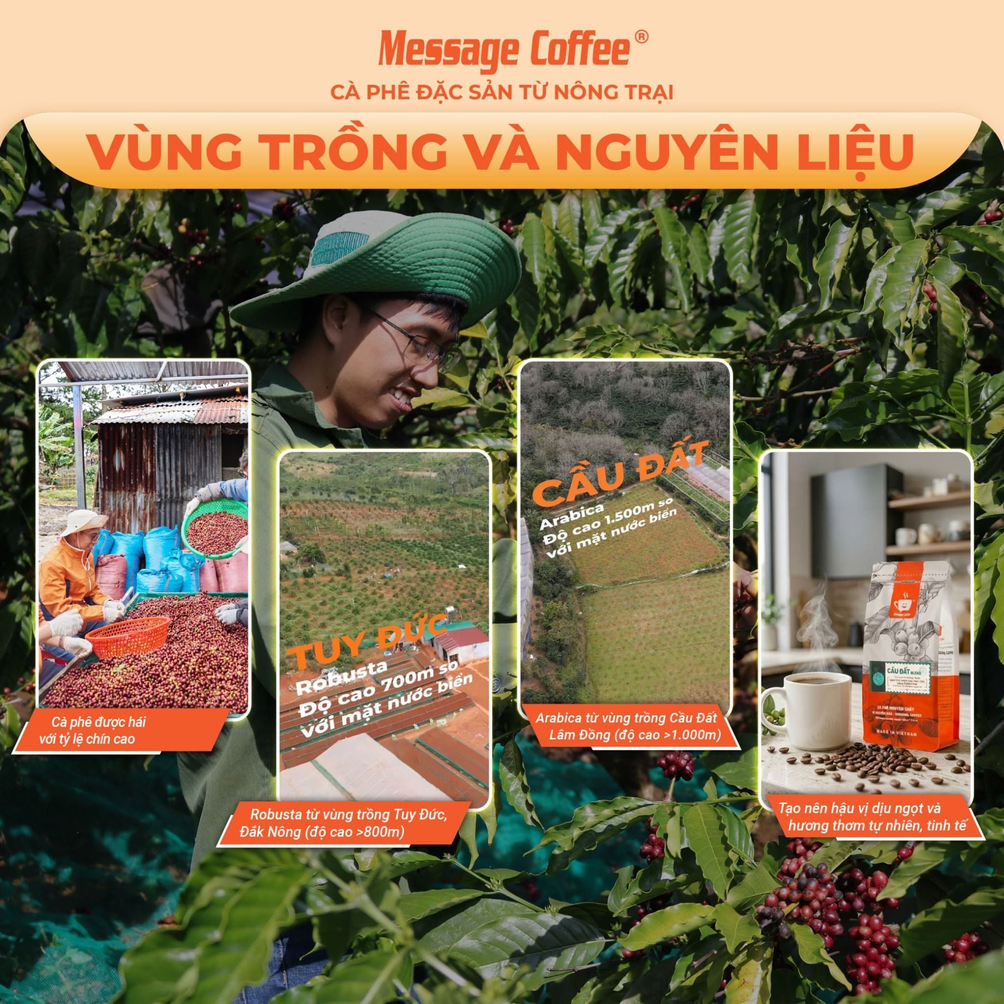  Cà phê nguyên chất Cầu Đất Blend rang mộc 100% thơm quyến rũ hậu ngọt đắng đầm dùng pha máy - pha phin từ Message Coffee 