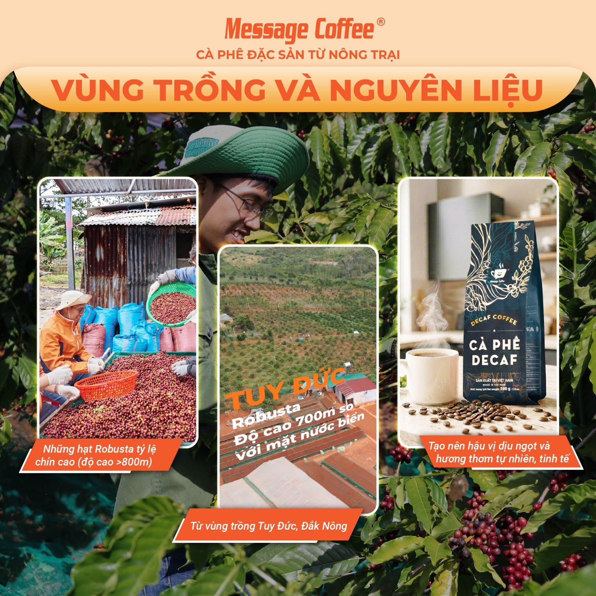  Cà phê DECAF cao cấp - Cafe robusta tách cafeine, ít đắng, dành cho người nhạy cảm với cafeine, không mất ngủ gói 200gr 