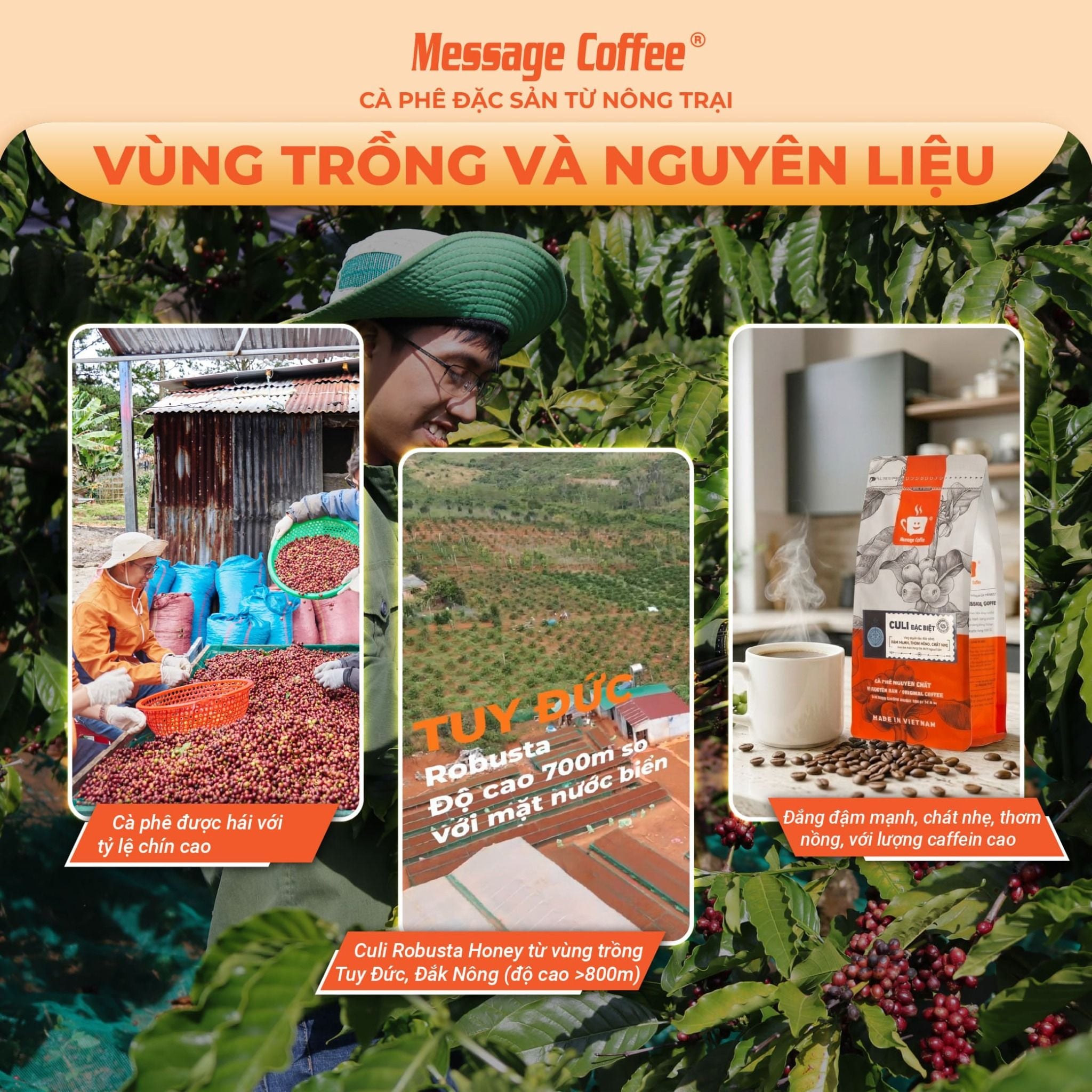  Cafe Culi Đặc Biệt nguyên chất rang mộc 100% vị đắng đậm thơm ngọt hậu dùng pha cà phê phin ngon từ Message Coffee 
