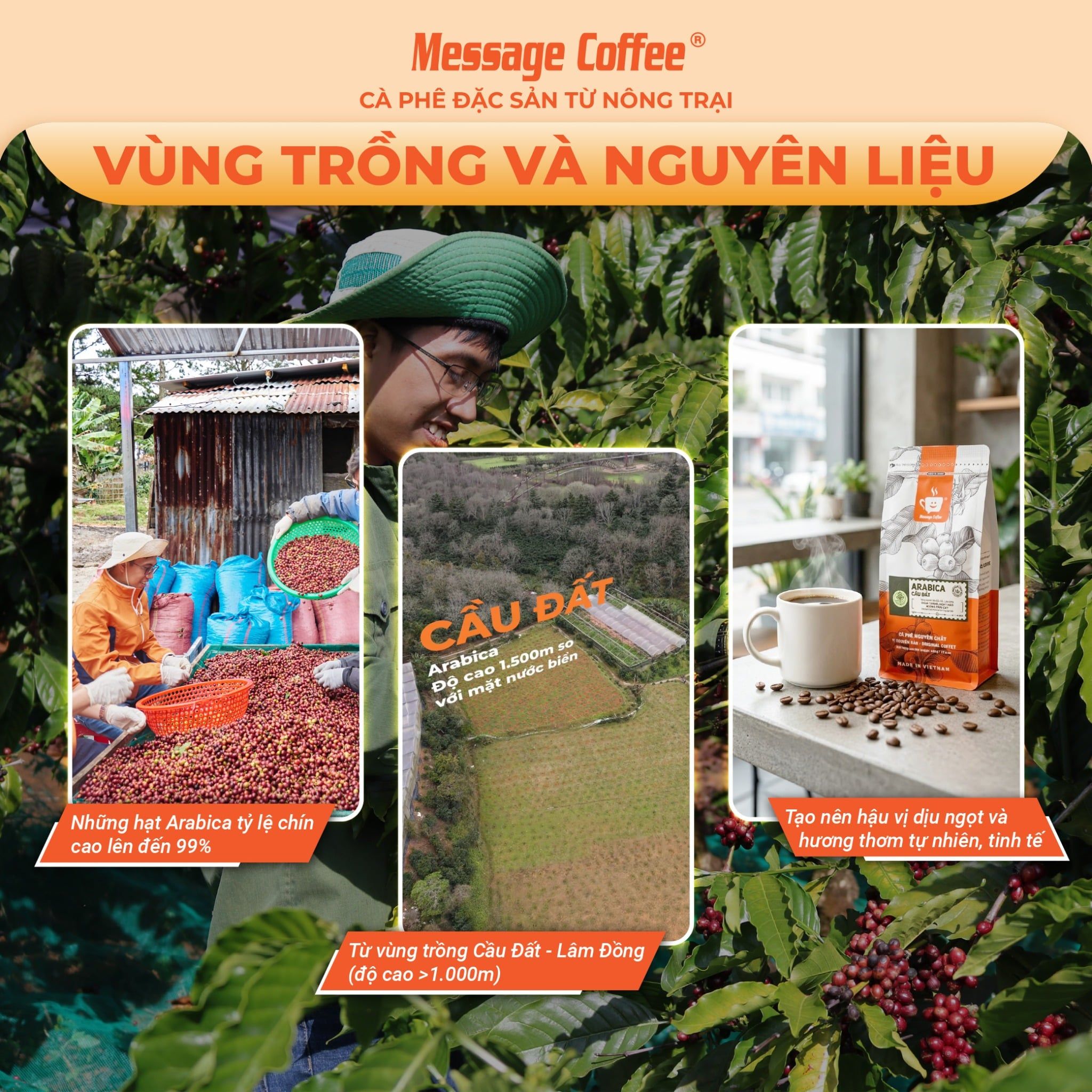  Cà phê Arabica Cầu Đất nguyên chất 100% hậu vị ngọt thơm quyến rũ gói 500g Pha Máy - Cold Brew và Drip từ Message Coffee 