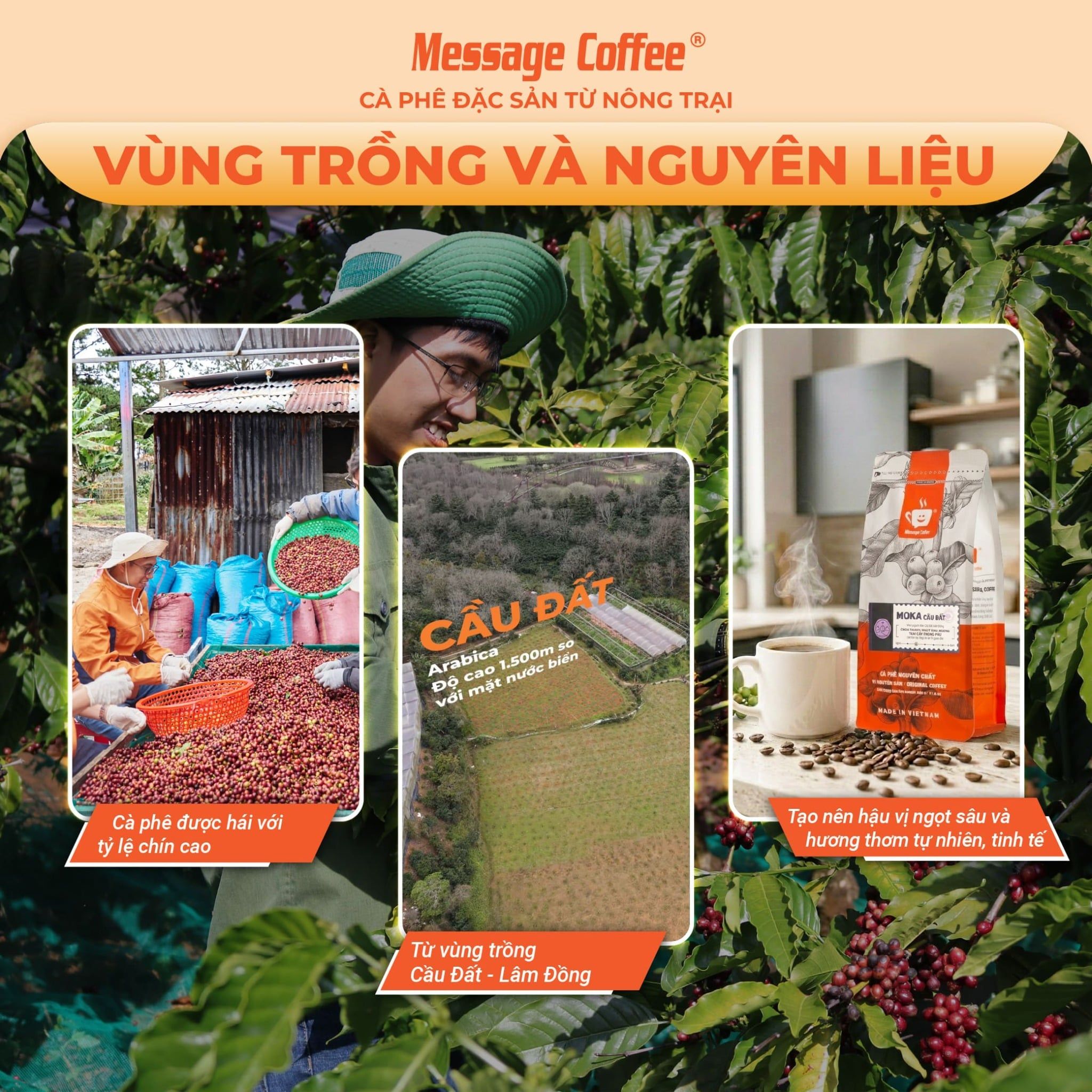  Cà phê nguyên chất MOKA Cầu Đất rang mộc thượng hạng, cà phê hạt cao cấp pha máy, pha coldbrew ngon từ Message Coffee 
