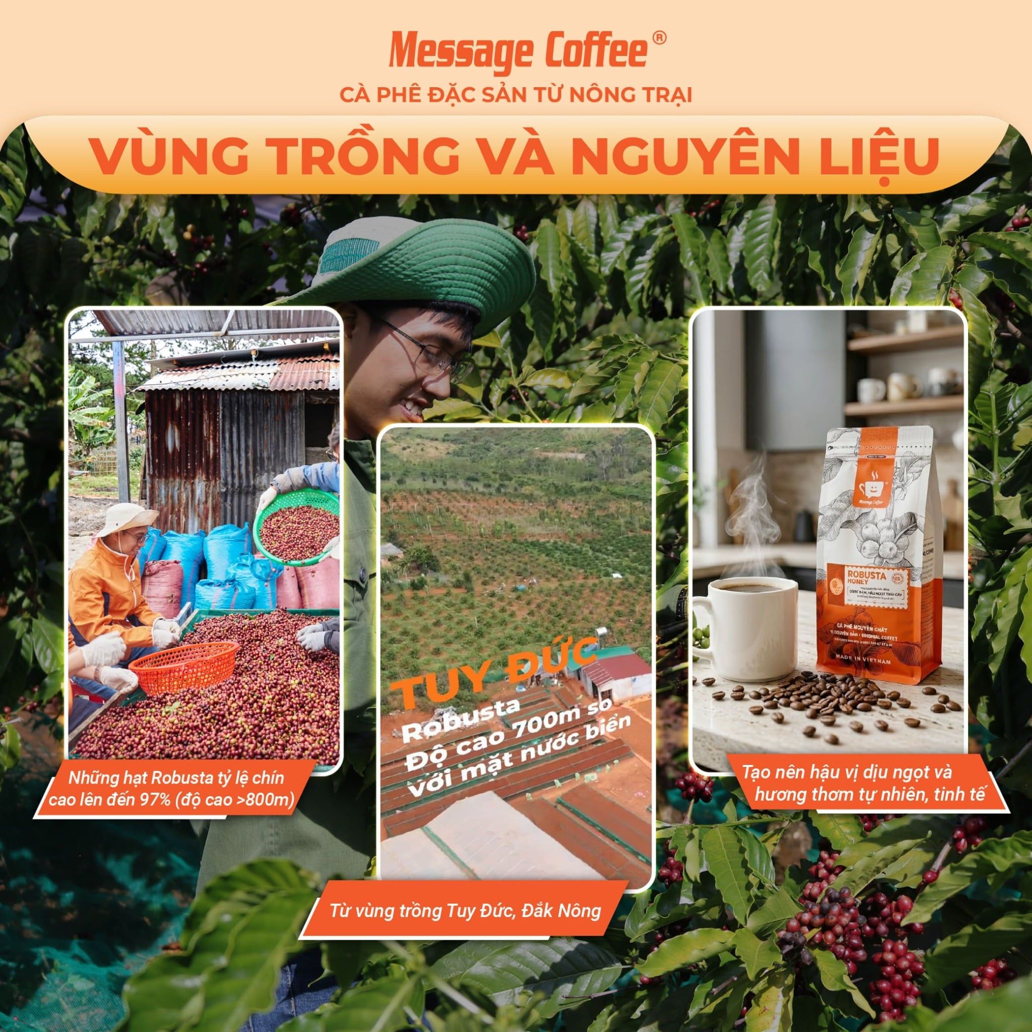  Cà phê Robusta nguyên chất rang mộc 100% vị truyền thống đậm đà thơm nồng cafe pha phin ngon gói 500gr từ Message Coffee 