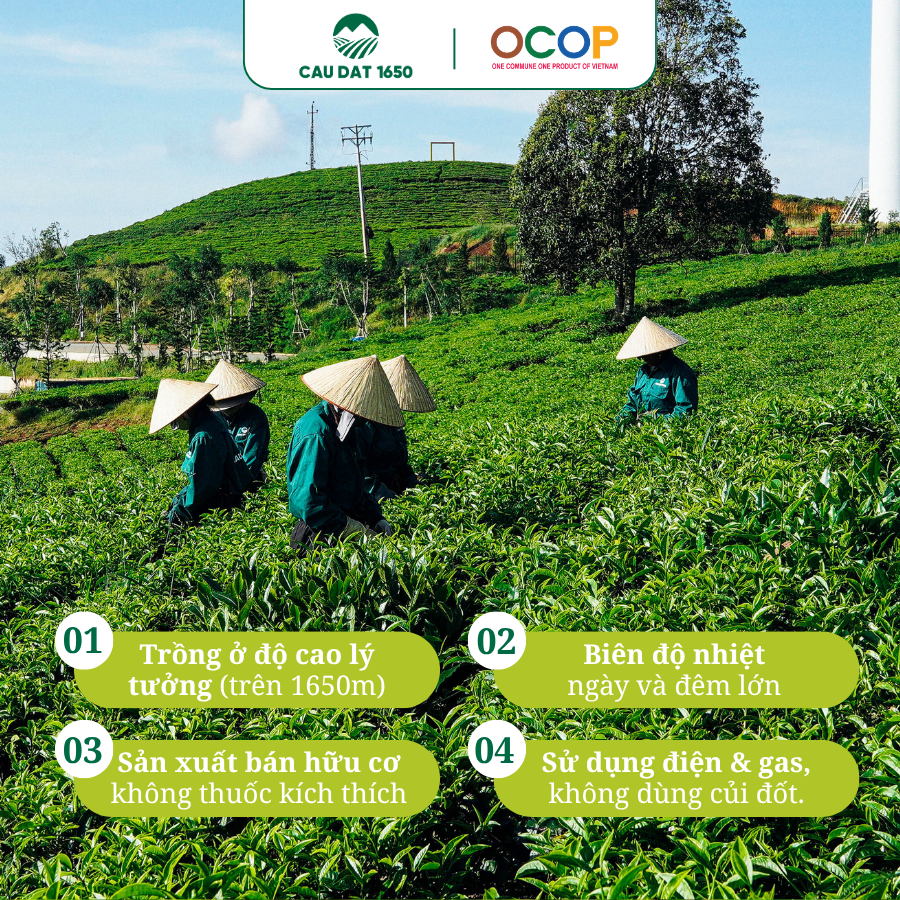 Trà Oolong Cầu Đất Túi Thiếc 100g