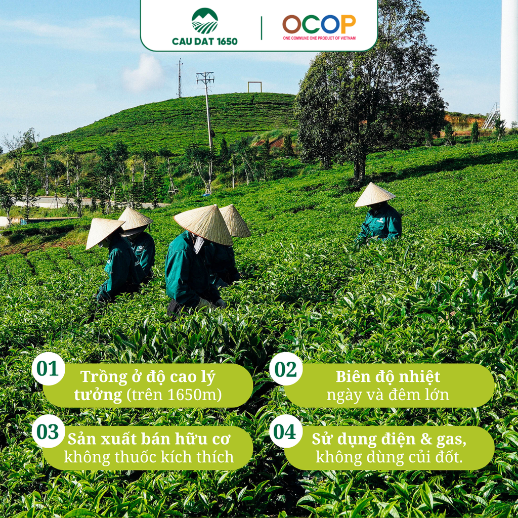 Trà Oolong Tứ Quý Cầu Đất 1650 Đặc Biệt - Hộp 150g