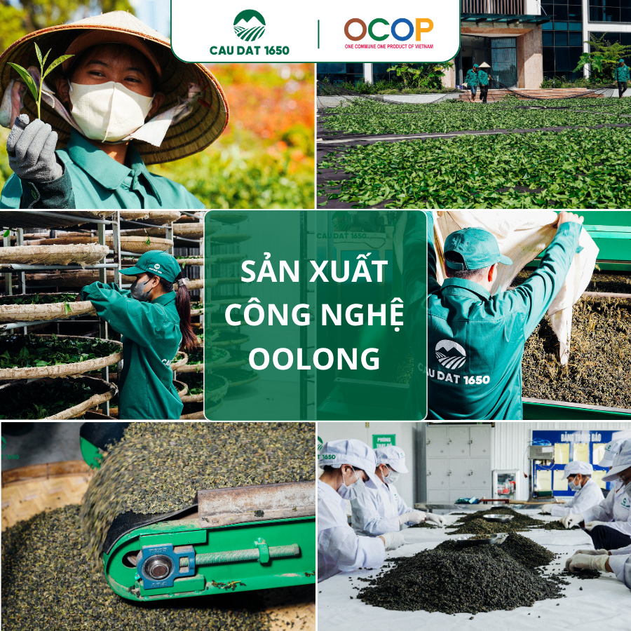 Trà Oolong Cầu Đất Túi Thiếc 100g