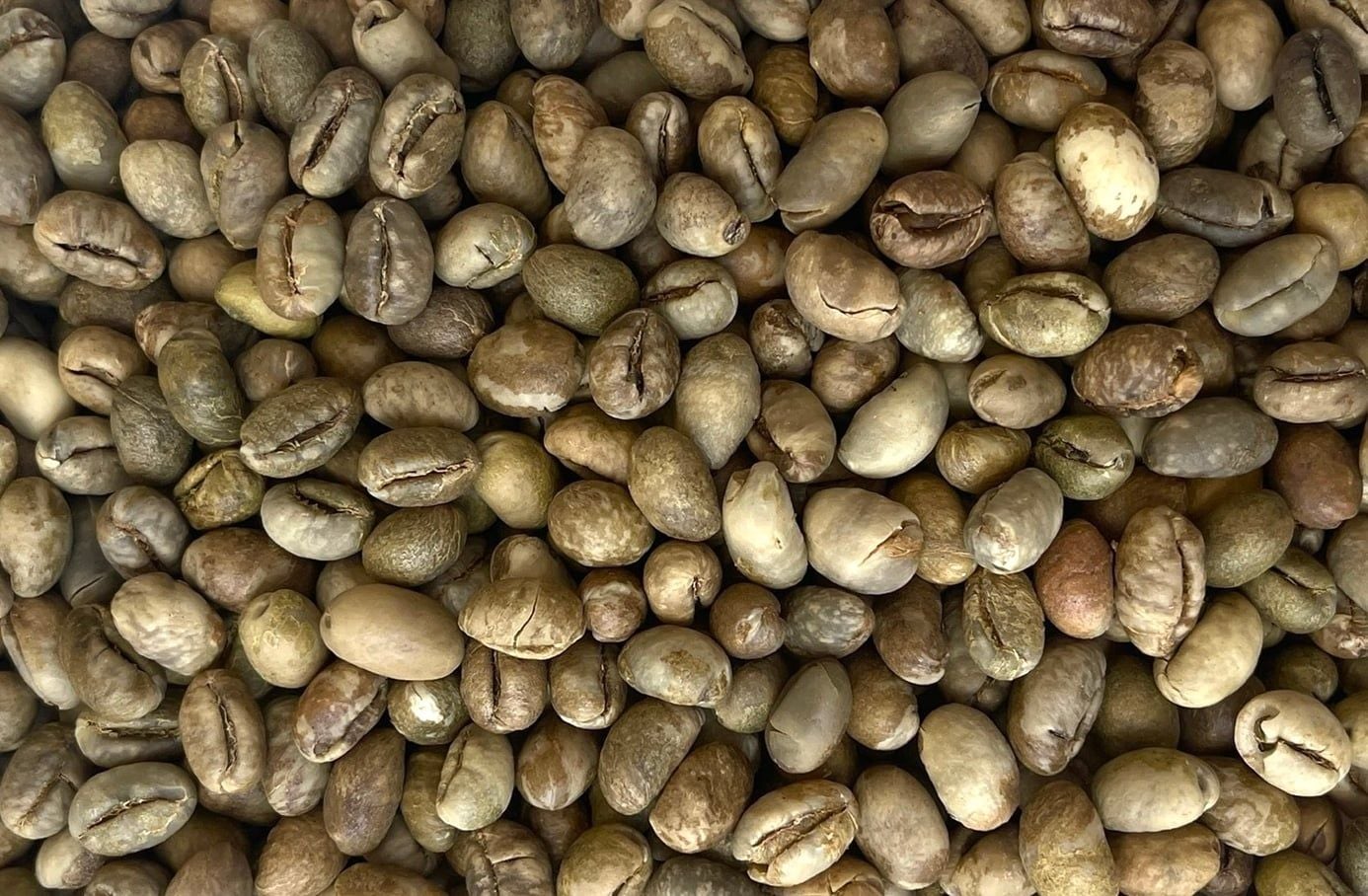  Clean Culi Robusta 