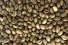  Clean Culi Robusta 